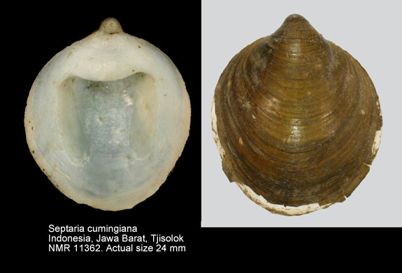 Septaria cumingiana.jpg - Septaria cumingiana(Récluz,1843)